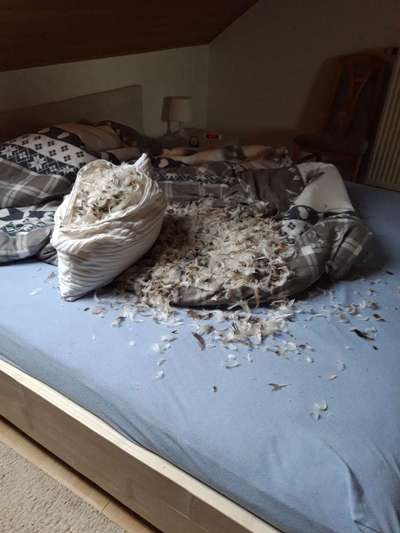 Was haben eure Hunde schon gefressen oder zerstört ?-Beitrag-Bild