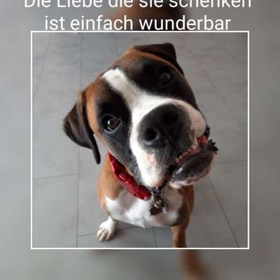 Boxer ???-Beitrag-Bild