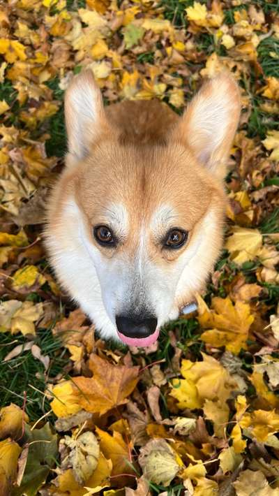 Hundetreffen-Playdate gesucht!-Bild