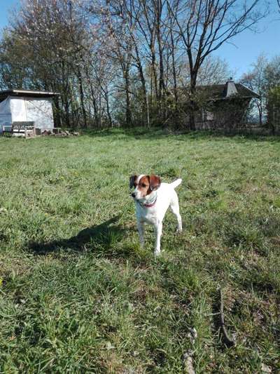 Lieblingsbild von euren Hunden?-Beitrag-Bild