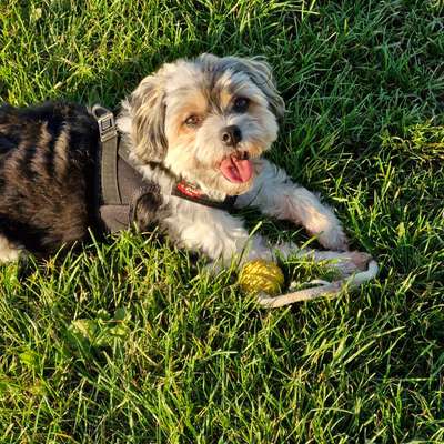 Hundetreffen-Hundefreunde gesucht LEICHTGEWICHTE-Bild