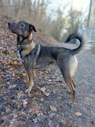 Hundetreffen-Gassi und Spielrunde-Bild