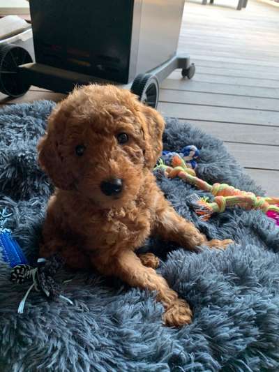 Welpen Bilder !-Beitrag-Bild