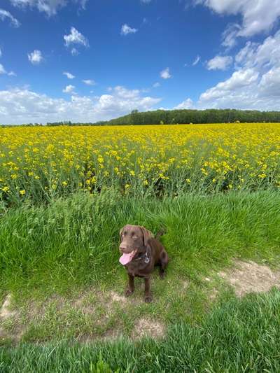 Die Dogorama Kalender Challenge 4/4-Beitrag-Bild