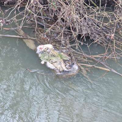 Giftköder-Tierkadaver/ evtl. tote Katze?-Bild