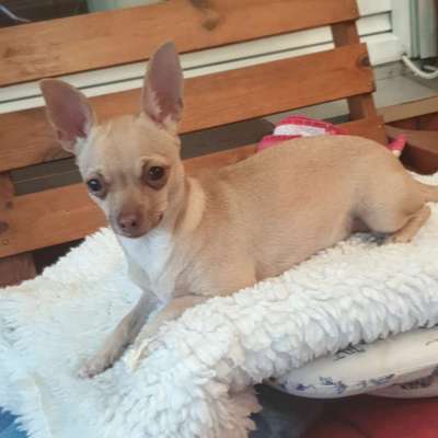 Hundetreffen-Chihuahua treffen-Bild