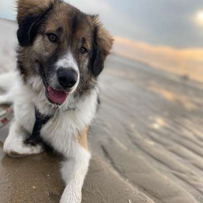 Hundetreffen-Gassirunden / Hundefreunde Nähe Angermund-Bild