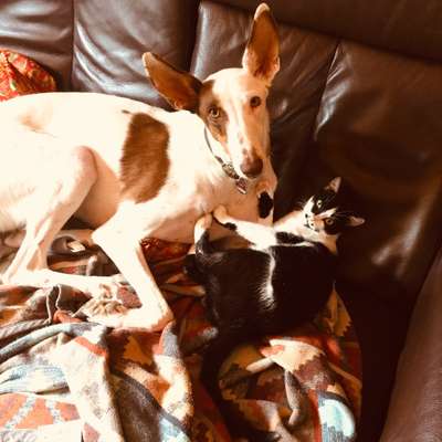 Hund aus dem Spanischen Tierschutz-Beitrag-Bild