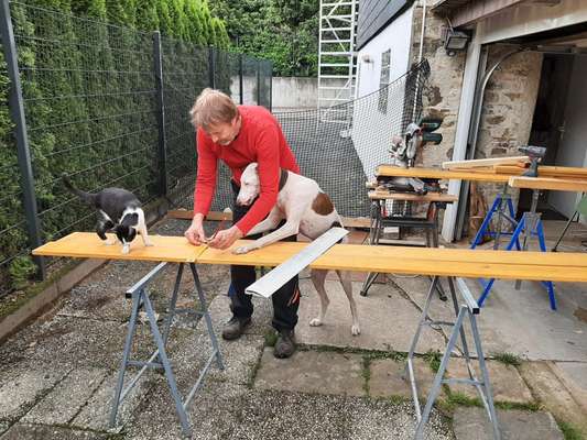 Hund aus dem Spanischen Tierschutz-Beitrag-Bild