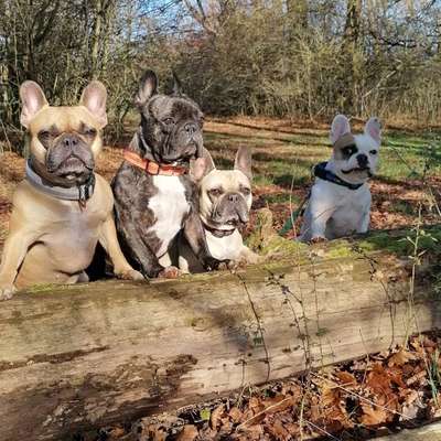 Hundetreffen-Für grosse und kleine Hunde-Profilbild