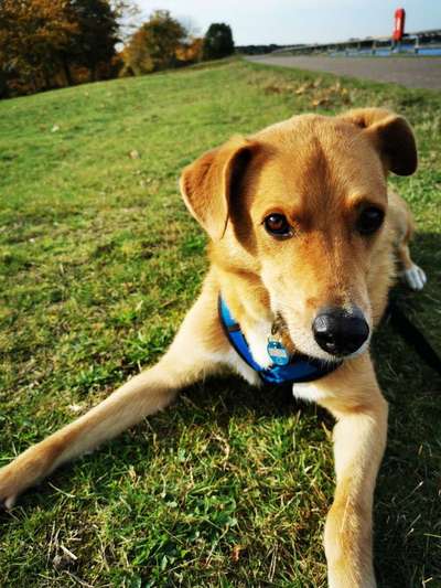 Dogorama Photo Challenge - Hundeblick zum hinschmelzen-Beitrag-Bild