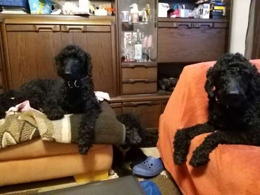 Zeigt her eure Pudel-Beitrag-Bild