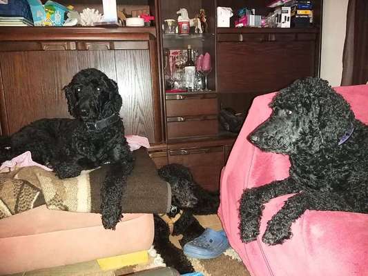 Alles rund um den Pudel-Beitrag-Bild