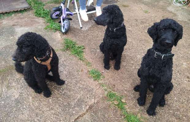 Alles rund um den Pudel-Beitrag-Bild