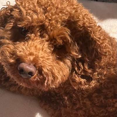 Hundetreffen-Toy Puddel-Bild