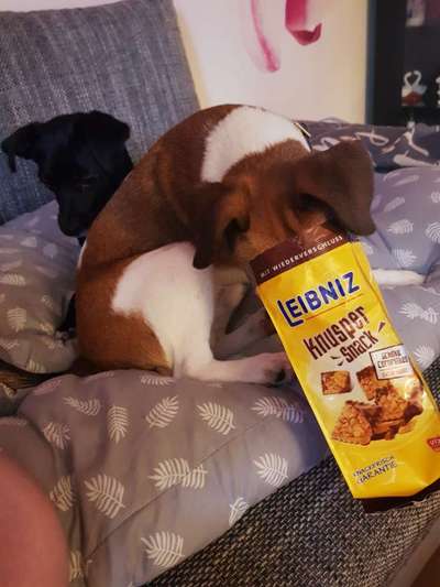 Die Dogorama Wochen Challenge-Beitrag-Bild