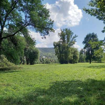 Hundetreffen-Suchen Hund/Mensch-Duo für social walks/Trainieren/Spielen-Bild