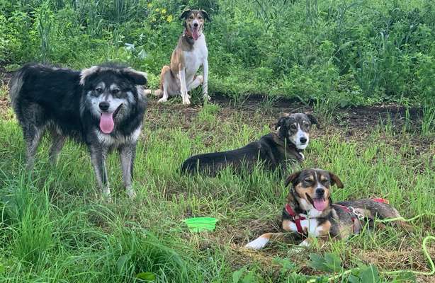 Auslandstierschutz-Beitrag-Bild