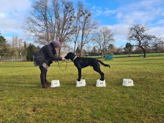 Hundetreffen-Gemeinsames Training-Bild