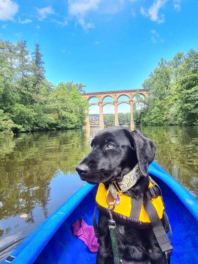 Die Dogorama Wochen Challenge-Beitrag-Bild