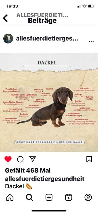 Große Dackel-Parade in Regensburg geplant - Was denkt ihr?-Beitrag-Bild