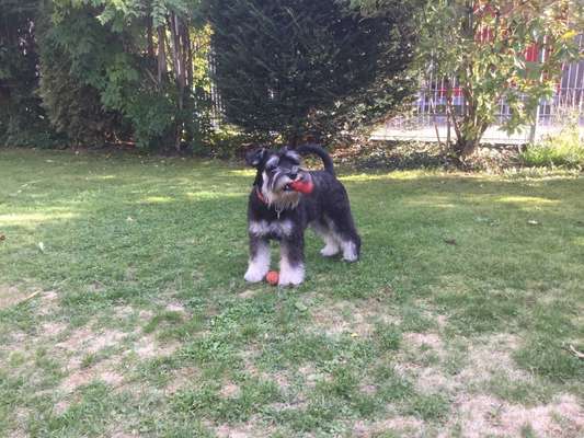 Zwergschnauzer gesucht-Beitrag-Bild