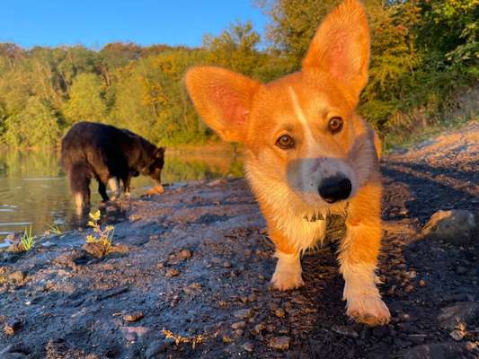 Hundetreffen-Spielfreunde / Sozialisierung gesucht 🫶❤️-Bild