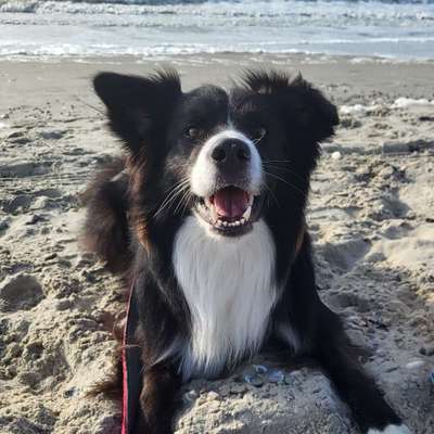 Hundetreffen-Spielen am Strand-Bild