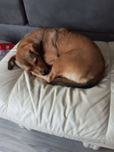 Tierschutzhunde-Beitrag-Bild