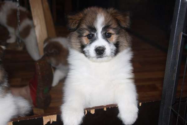 Welpen Bilder !-Beitrag-Bild