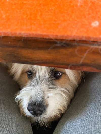 Zeigt mir die tollste Nahaufnahme von eurer Fellnase-Beitrag-Bild