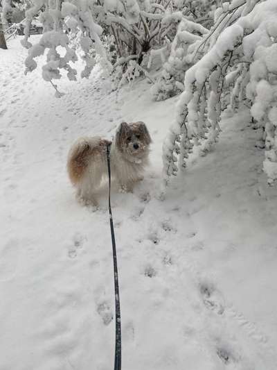 Schnee Foto-Beitrag-Bild