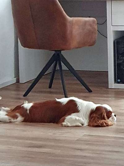 Cavalier King Charles Spaniel?-Beitrag-Bild