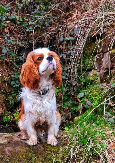 Cavalier King Charles Spaniel?-Beitrag-Bild
