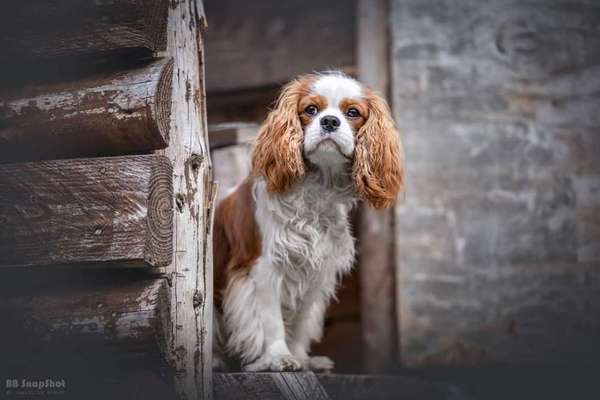 Cavaliere-Beitrag-Bild