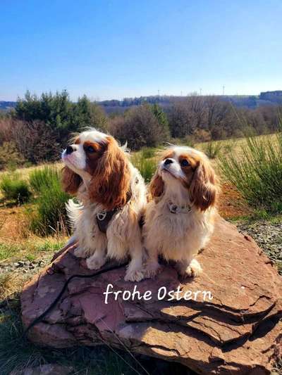 Cavalier King Charles Spaniel?-Beitrag-Bild