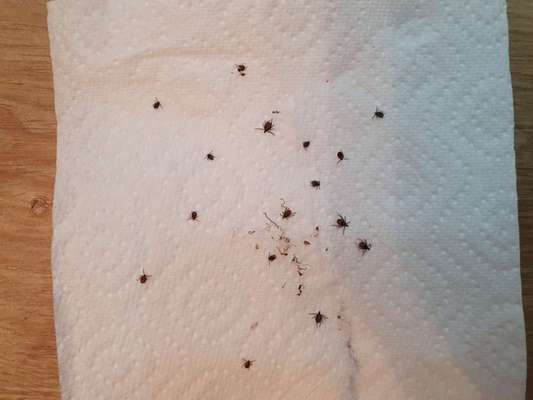 Zecken ....-Beitrag-Bild