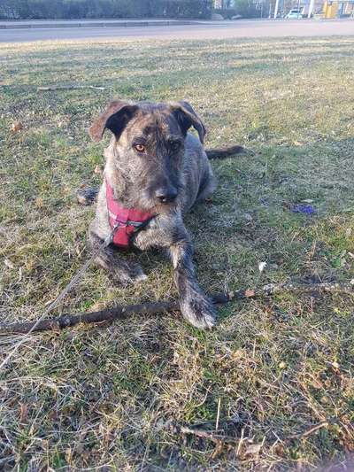 Auslandstierschutz-Beitrag-Bild