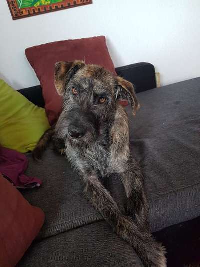 Mischlingshunde Foto Aufruf-Beitrag-Bild