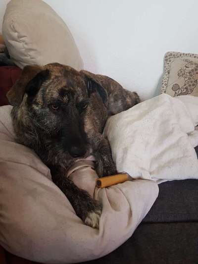 Fotochallenge Guten Appetit! Dein Hund beim futtern-Beitrag-Bild