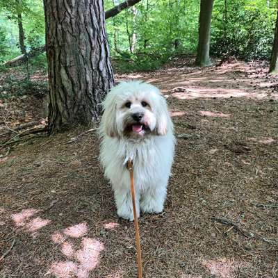 Hundetreffen-Sozial Walk in Greven/Emsdetten-Bild