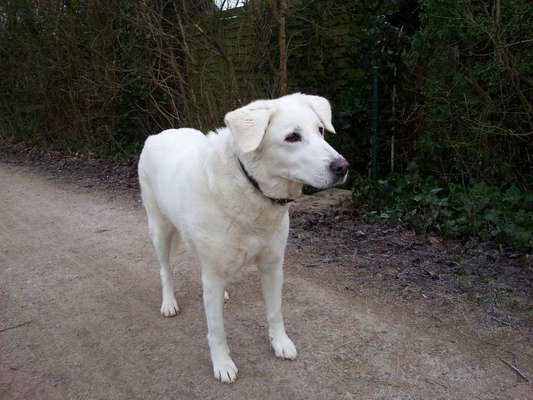 Unsere Fellnasen im Regenbogenland-Beitrag-Bild