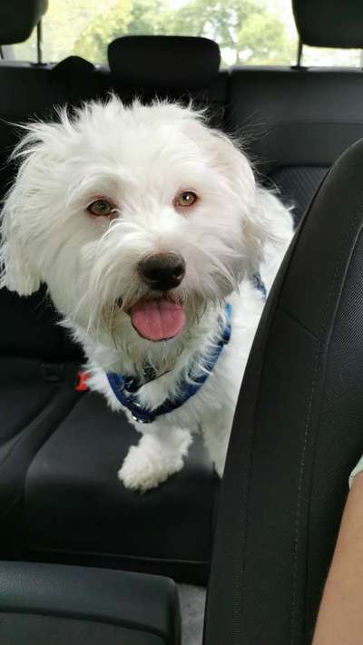 Mischlinge raten - Rätselspaß-Beitrag-Bild