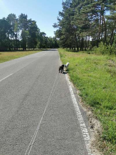 Hundeauslaufgebiet-Brachter Wald-Bild