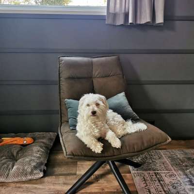 Mischlinge raten - Rätselspaß-Beitrag-Bild