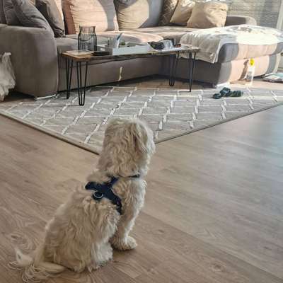 Mischlinge raten - Rätselspaß-Beitrag-Bild