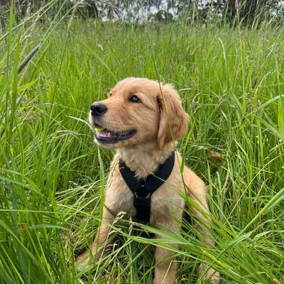 Hundetreffen-Sozialisierung / Welpentreffen-Bild