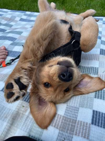 Hundetreffen-Treffen / Welpentreffen Friedenspark / Alter Johannisfriedhof-Bild