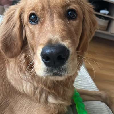 Hundetreffen-Social Walk ohne Hundekontakt-Bild