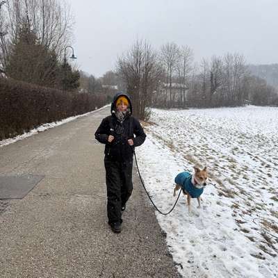 Hundetreffen-Spielkameraden-Bild